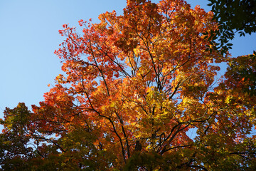 Autumn  yellow  bright golden trees in the garden, forest, park.