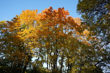 Autumn  yellow  bright golden trees in the garden, forest, park.