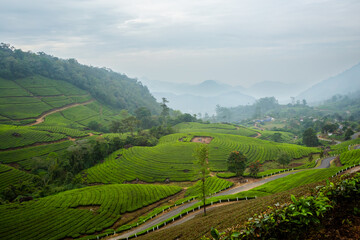 Fototapeta premium Munnar tea plantations in India
