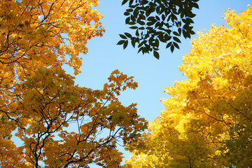 Autumn  yellow  bright golden trees in the garden, forest, park.