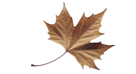 A single detailed dry brown autumn leaf with pointed lobes isolated on a stark black background