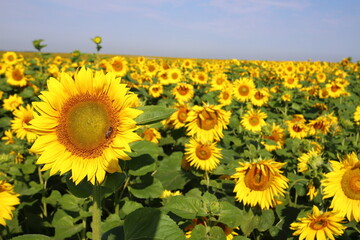 Fototapeta premium Bright yellow sunflowers against a blue sky. Sunflower field waiting for harvest, field crops for oil production. Concept of a good harvest, world food crisis.