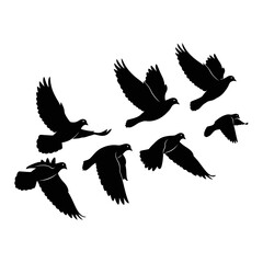 Flock of Birds Silhouettes in Flight, Black on White.