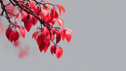 Red leaves on branch against gray sky, autumn season