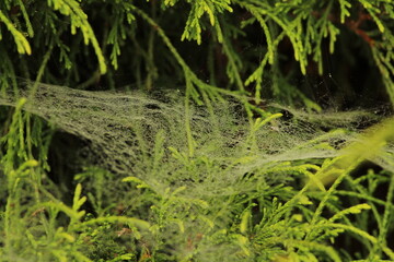 A close up of a spider web covered in dew isolated on a blurred, natural background. Beautiful abstract spider web background wallpaper.