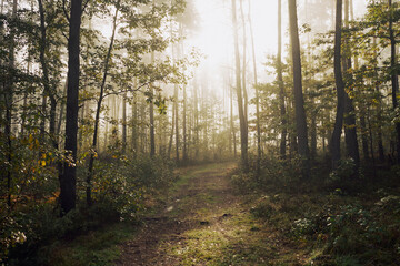 mgła,jesień,leśna droga  © Marcin Łazarczyk
