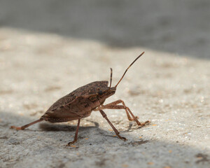 brown marmorated stink bug, an invasive pest species common in agriculture. The image shows fine textures and details of this Pentatomidae insect on a neutral background