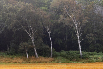 Birh trees and field in autumn day
