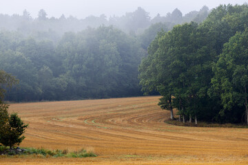 Harvested yellow field and woodland on misty day