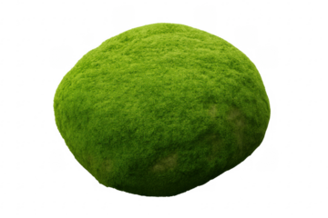 Moss covered rock showing lush green texture