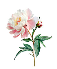 Watercolor pink and white peony flower with leaves, elegant botanical illustration isolated on white