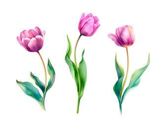 Watercolor tulip flowers set. Red and pink tulips with green leaves. Spring floral clipart isolated on white