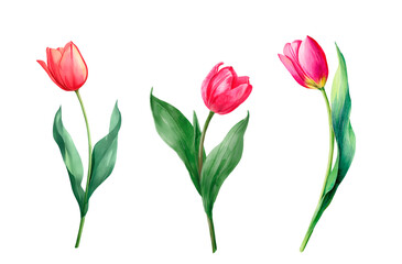 Watercolor tulip flowers set. Red and pink tulips with green leaves. Spring floral clipart isolated on white