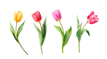 Watercolor tulip flowers set. Red and pink tulips with green leaves. Spring floral clipart isolated on white