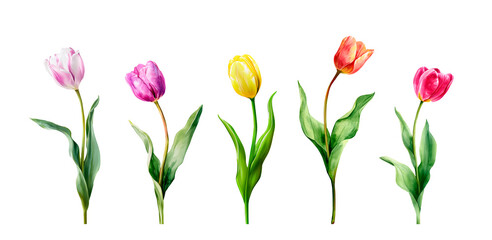 Watercolor tulip flowers set. Red and pink tulips with green leaves. Spring floral clipart isolated on white