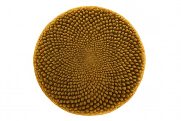 Sunflower seeds forming a mesmerizing natural spiral pattern, highlighting the mathematical beauty of nature, on transparent background