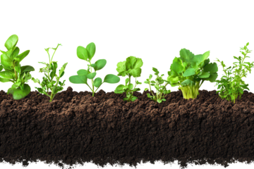 Rows of various plants and soil isolated on a plain background showcasing vibrant greens in a natural setting
