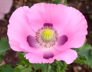 Close-up of a vibrant pink poppy