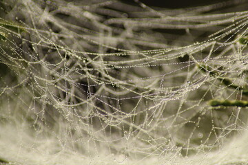 A close up of a spider web covered in dew isolated on a blurred, natural background. Beautiful abstract spider web background wallpaper.