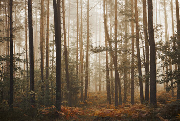 mgła,jesień,las  © Marcin Łazarczyk