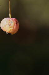 apple on a dark background