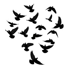 Silhouette of a Flock of Birds in Flight.