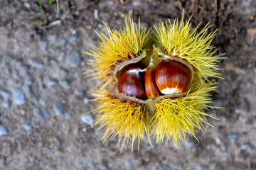 Selective focus of edible wild sweet chestnut on the cement ground, The chestnuts are a group of eight or nine species of deciduous trees and shrubs in the genus Castanea in the beech family Fagaceae.