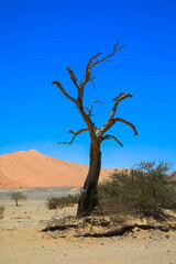 Deadvlei salt pan with dried-up Carmel thorn trees in Sossusvlei, Namibia. Dry, dead trees, red sand dunes, and cloudless blue skies characterize the spectacular landscape of the Namib Desert. Namibia