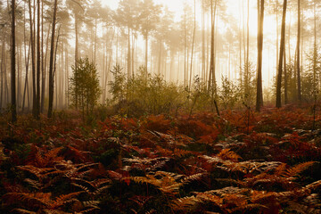 mgła,jesień,las  © Marcin Łazarczyk