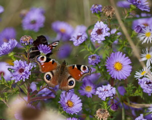 A stunning close-up of a Peacock butterfly with its wings spread, resting on a cluster of purple aster flowers. A bee is also visible, scene of insects pollinating in an autumn garden