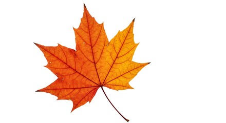 Capture the essence of autumn with this stunning maple leaf featuring vibrant orange and yellow hues perfect for seasonal designs and cozy projects