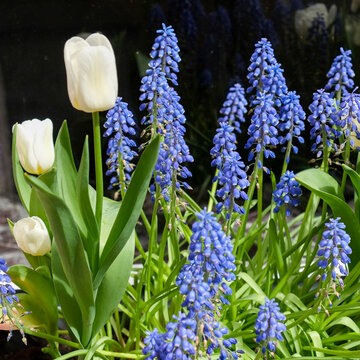 Bruge, Belgium, Europe Sprign tulps and crocus in bloom