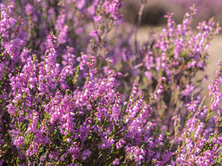 Blooming pink heather flowers illuminated by sunlight in a tranquil natural setting.

