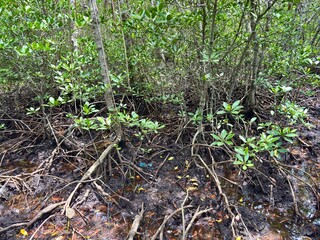 Dense mangrove forest showcasing intricate prop roots (stilt roots) in muddy tidal soil. Represents coastal ecology, conservation, and tropical wetland environment. (Rhizophora sp.)