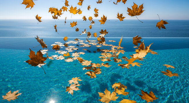 Autumn leaves falling into a sparkling blue infinity pool overlooking a calm ocean on a clear sunny day