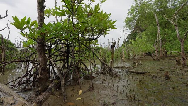 Mangrove swamp with mudskippers