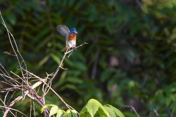 Fototapete bei efototapeten.de bestellen   