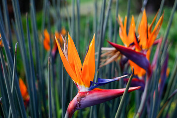 Obraz premium paradise