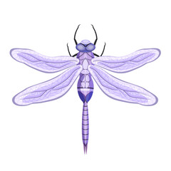 Dragonfly isolated on a white background. Vector illustration of an insect for your design.