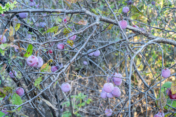 wild plum (Prunus americana) shrub with fruits on a shore of the DIsmal RIver in Nebraska...
