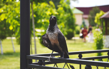 A gray crow perched on an iron railing in a city park gazebo. The bird sits with its wings spread and looks anxiously at the photographer.
