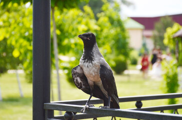 A gray crow perched on an iron railing in a city park gazebo. The bird sits with its wings spread and looks anxiously at the photographer.
