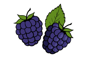 A bunch of fresh, ripe blackberry and raspberry fruit with green leaves isolated on a white background, representing a sweet and healthy summer berry food