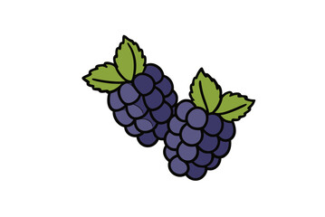 Vector illustration of fresh ripe grapes and blackberries on a vine with leaves