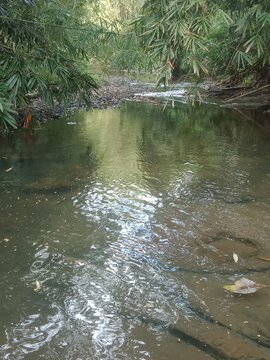 river in the forest