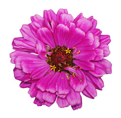 Vibrant Pink Flower on Black Background