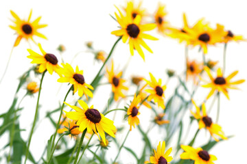 Naklejka premium Bright Yellow Wildflowers in a Vibrant Garden