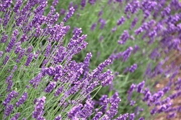 Lavendar 