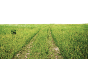 Serene Landscape with Winding Grass Pathway