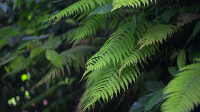 Fern leaf in tropical jungle with lush green background